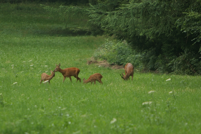 Chevreuils au chalet - 014